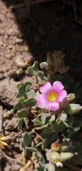 Oxalis squamata