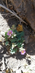 Oxalis squamata