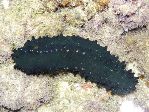 Stichopus chloronotus