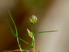 Juncus novae-zelandiae