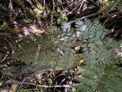 Polystichum silvaticum