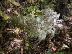 Polystichum silvaticum