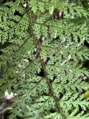 Polystichum silvaticum