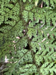 Polystichum silvaticum
