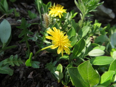 Taraxacum ceratophorum