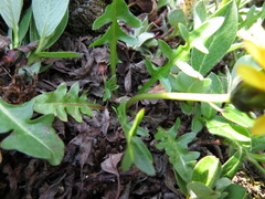 Taraxacum ceratophorum