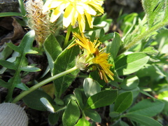 Taraxacum ceratophorum