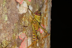Tropidacris cristata grandis