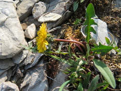 Taraxacum ceratophorum