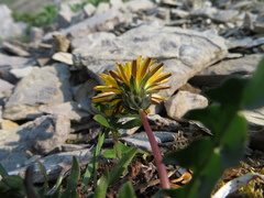 Taraxacum ceratophorum