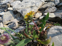 Taraxacum ceratophorum