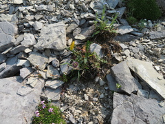 Taraxacum ceratophorum