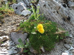 Taraxacum ceratophorum