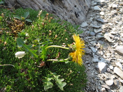 Taraxacum ceratophorum