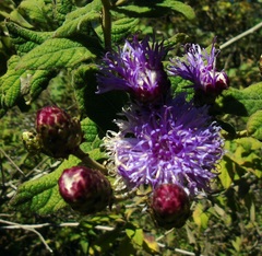 Vernonia alamanii