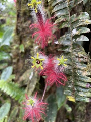 Columnea minor