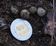 Sylvilagus cunicularius