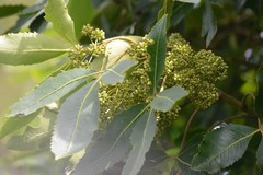 Pseudopanax colensoi