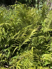 Blechnum minus