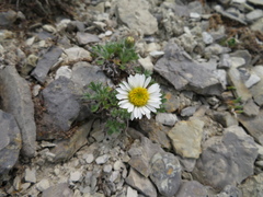 Erigeron trifidus