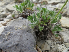 Erigeron trifidus