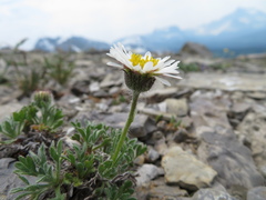 Erigeron trifidus