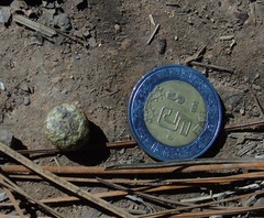 Sylvilagus cunicularius