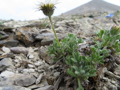 Erigeron trifidus