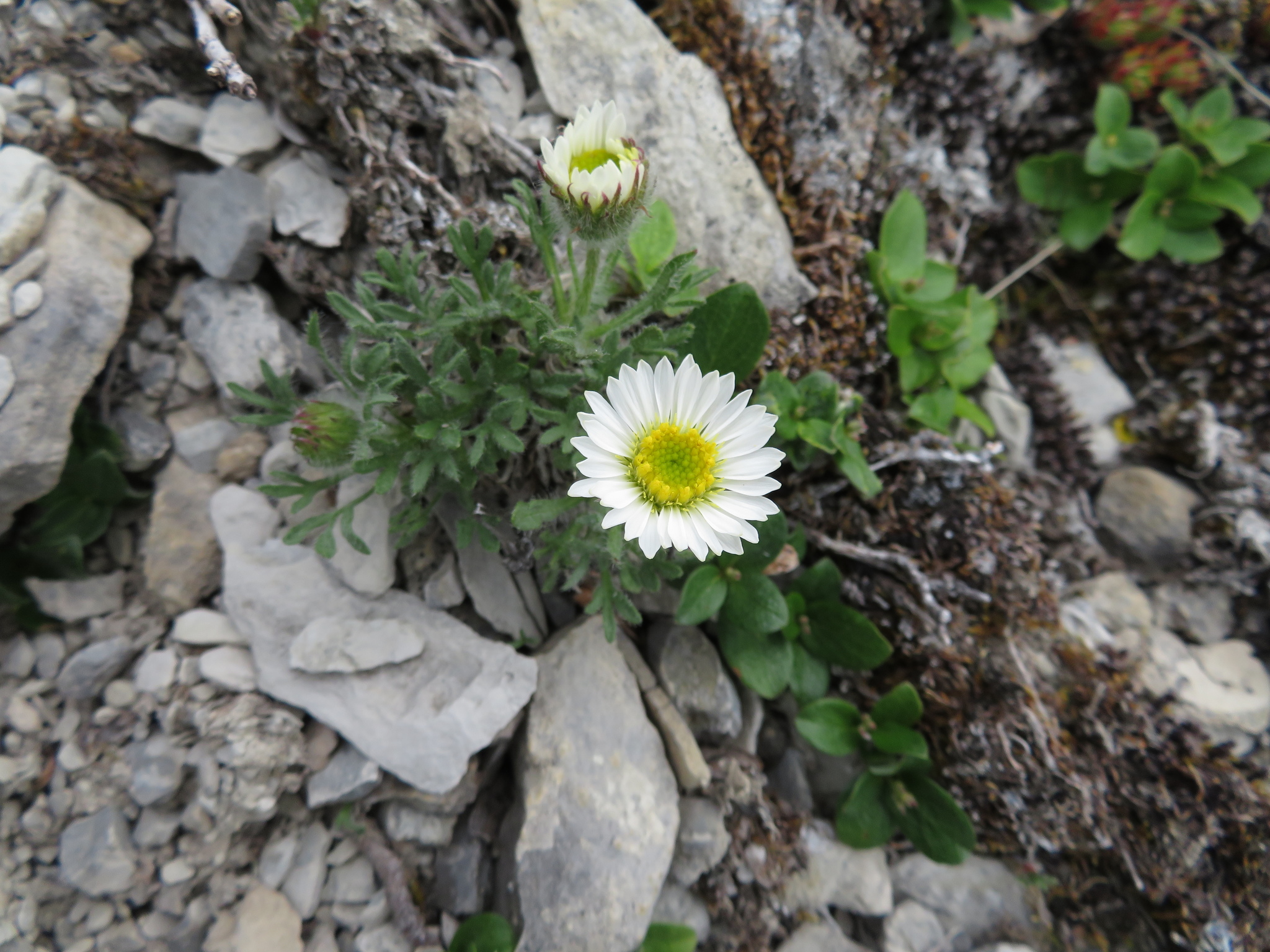 Erigeron trifidus