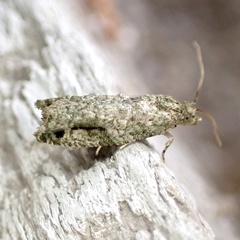 Proteoteras implicata