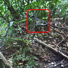 Garrulus glandarius japonicus