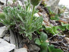 Erigeron trifidus