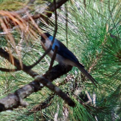 Aphelocoma ultramarina