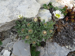 Erigeron trifidus