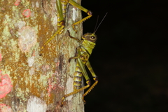 Tropidacris cristata grandis