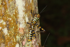 Tropidacris cristata grandis