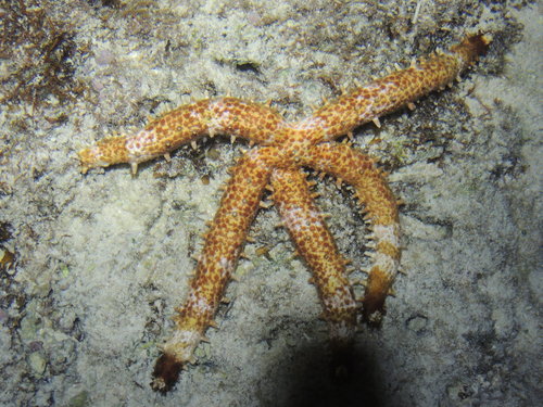 Mithrodia clavigera