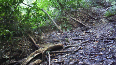 Garrulus glandarius japonicus