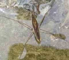 Gerris costae