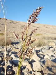 Panicum antidotale