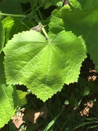 Malvaviscus arboreus, photographed by an iNaturalist contributor