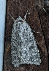 Acronicta impleta