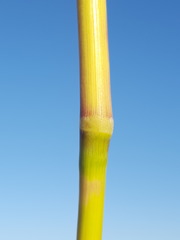 Panicum antidotale