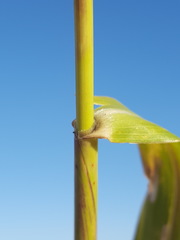 Panicum antidotale