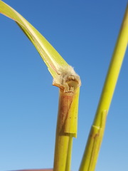 Panicum antidotale