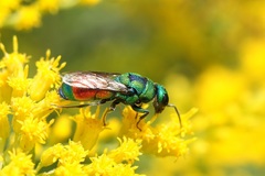 Chrysis chrysoprasina