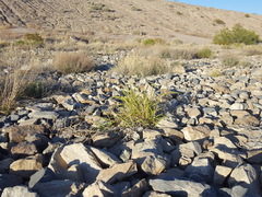 Panicum antidotale