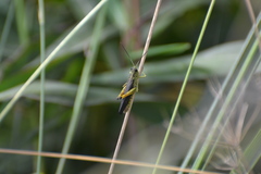 Megaulacobothrus aethalinus