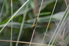 Megaulacobothrus aethalinus
