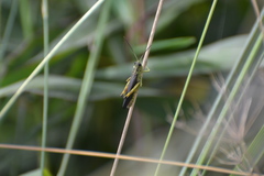 Megaulacobothrus aethalinus
